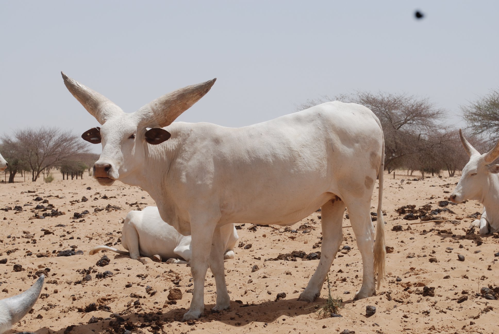 Élevage bovin africain