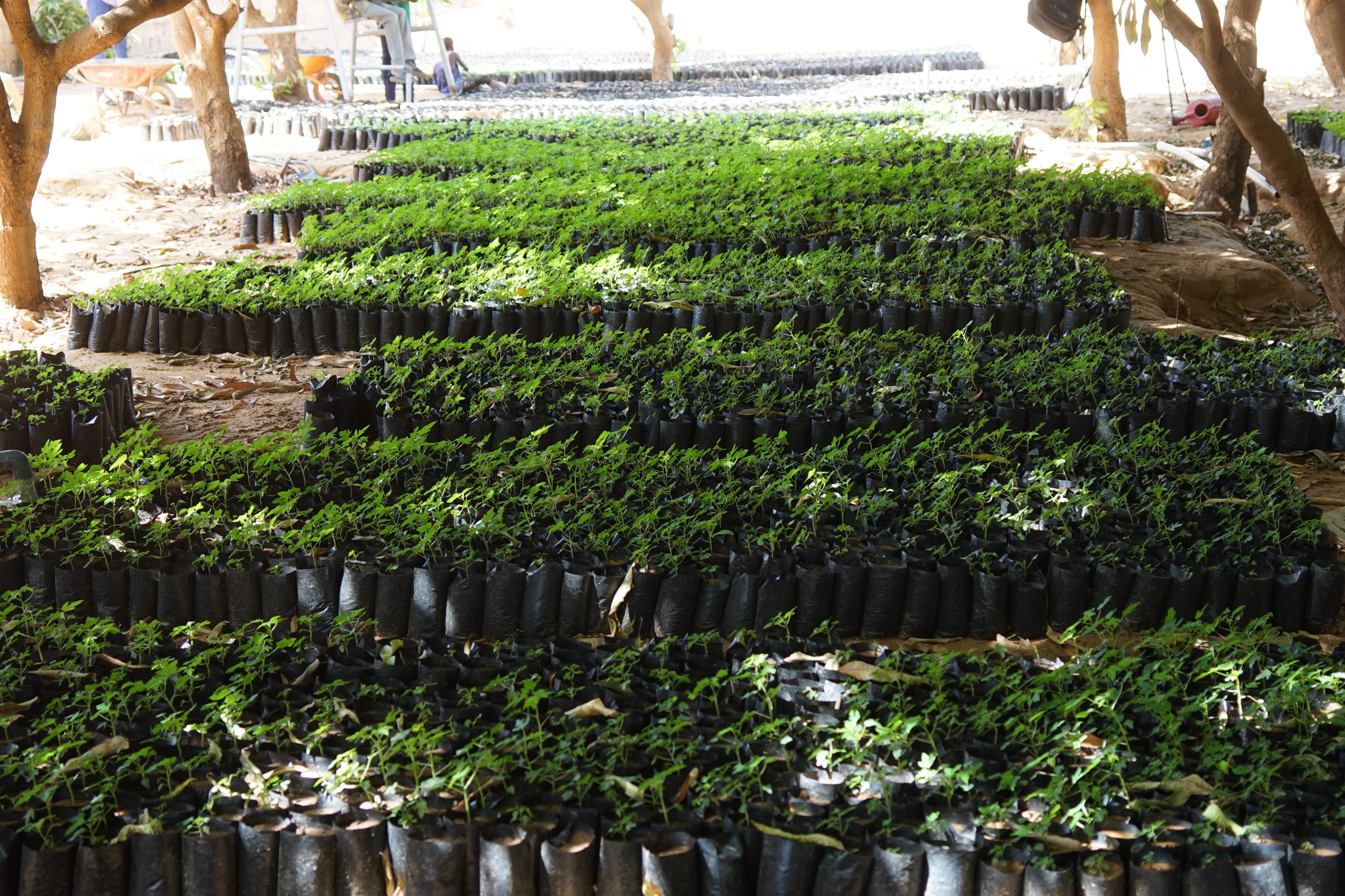 Pépinière professionnelle et jeunes plants