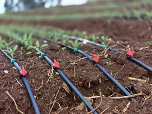Intrants et matériels agricoles