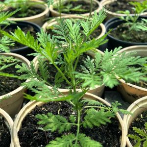 ARTEMISIA ANNUA