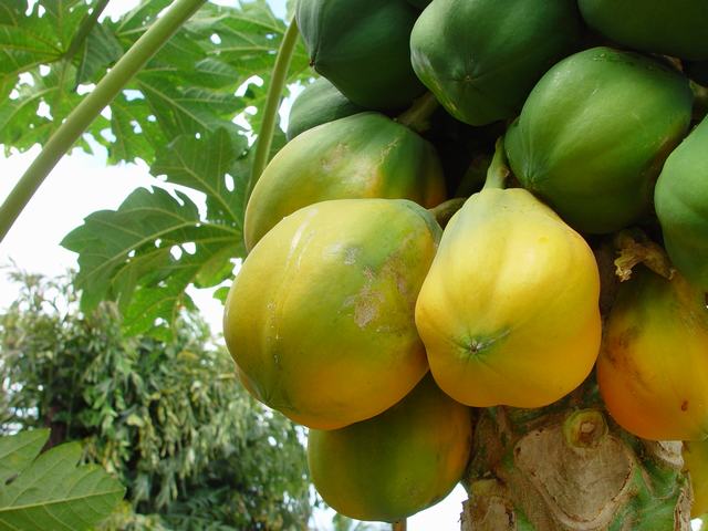 Plants fruitiers et vergers