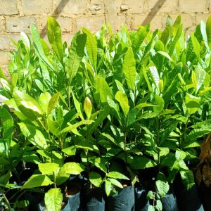 Anacardium occidentale