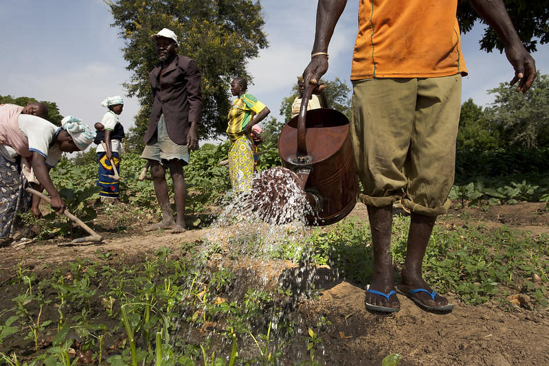 Agriculture et production végétale en Afrique