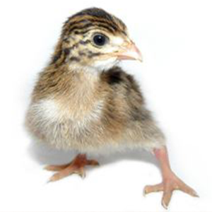 Poussin d'un jour