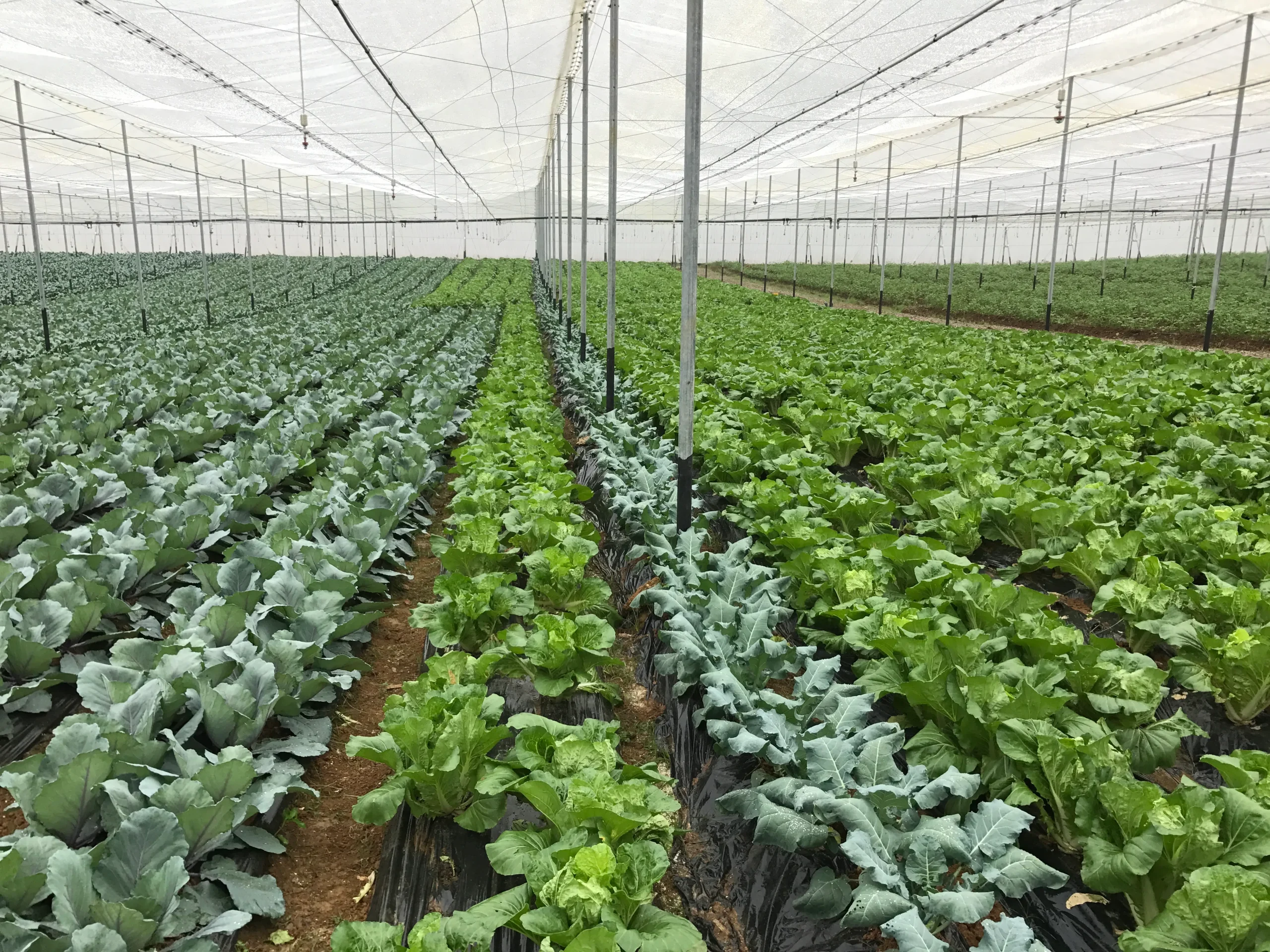 Produits agricoles africains