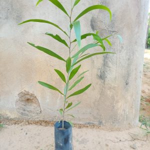 Acacia Auriculiformis