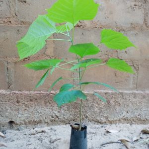 Gmelina arborea roxb