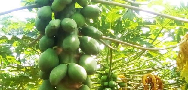 Plants fruitiers