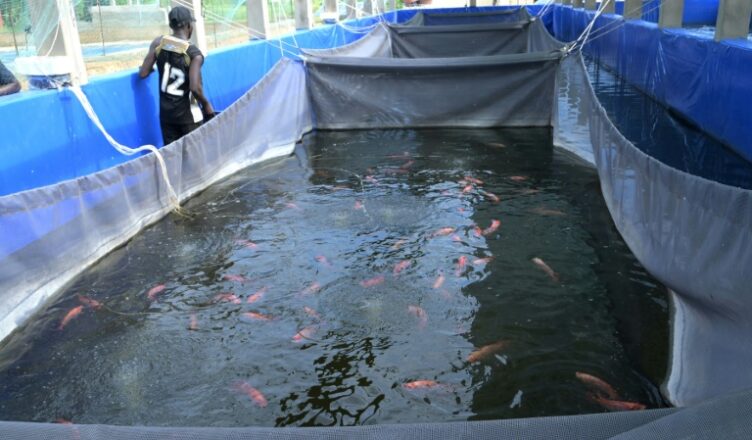 Pisciculture et production de poisson
