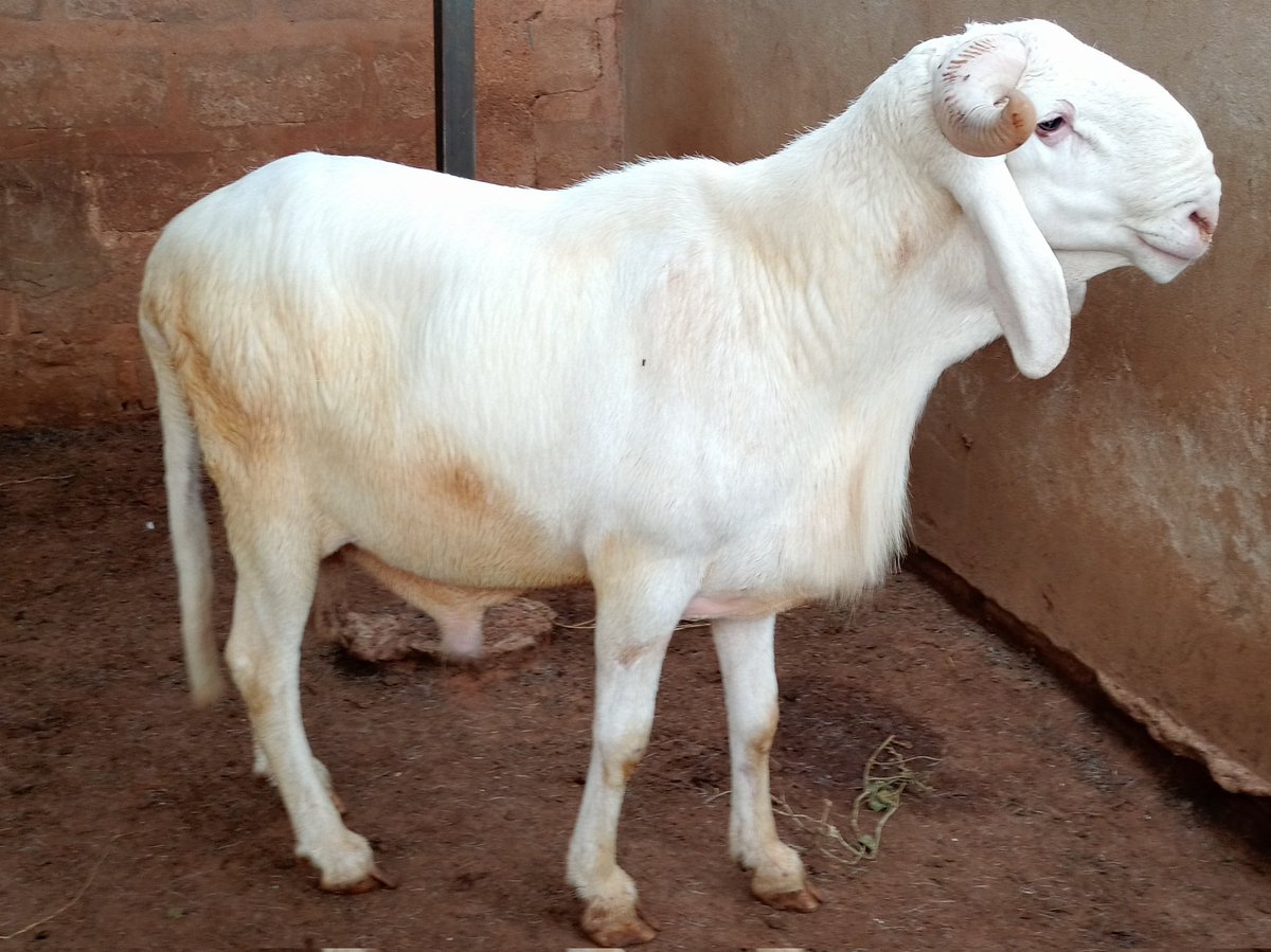 Ovins et élevage de moutons