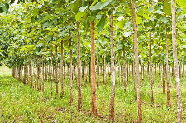 Plants forestiers et agroforesterie