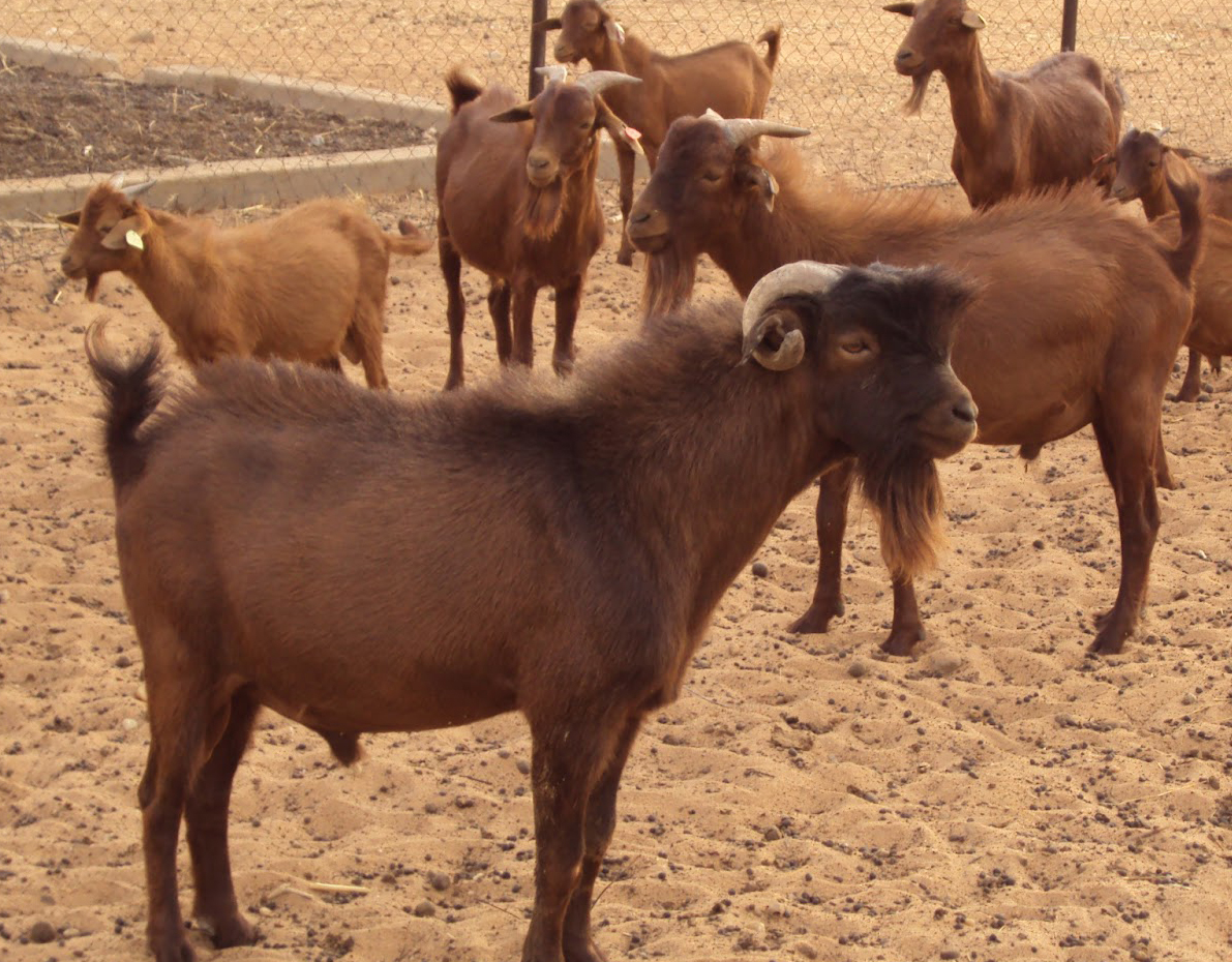 Production animale et élevage