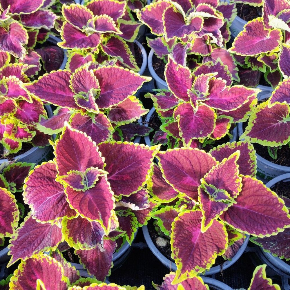 Fleurs et plantes ornementales