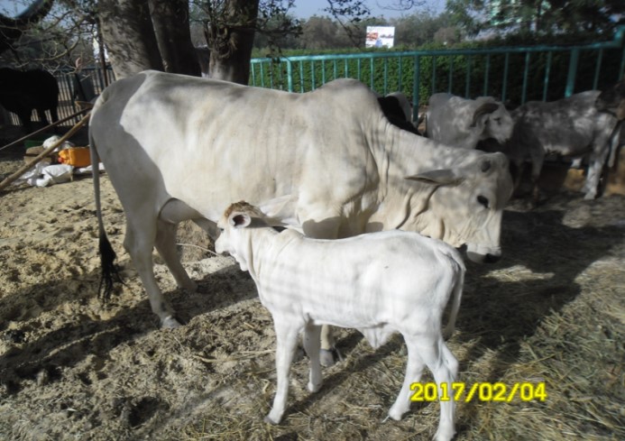 Bovins et élevage au Sahel