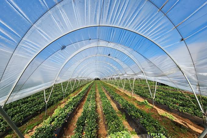 Solutions agricoles durables en Afrique